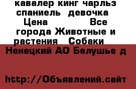  кавалер кинг чарльз спаниель -девочка › Цена ­ 45 000 - Все города Животные и растения » Собаки   . Ненецкий АО,Белушье д.